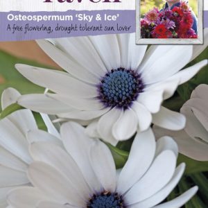 OSTEOSPERMUM SKY & ICE