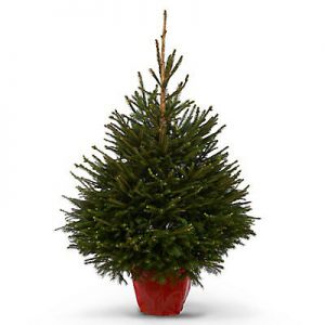 POTTED NORWAY SPRUCE 10L (80-100cm)