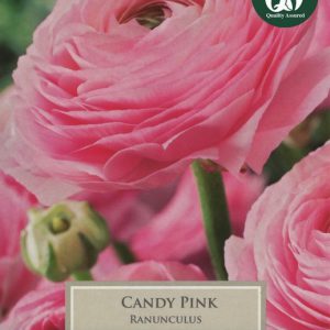 RANUNCULUS CANDY PINK – 10 PACK