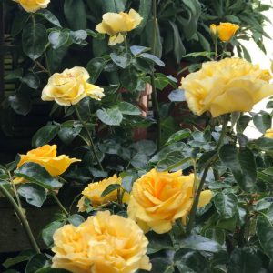 BUSH ROSE ‘ANNIVERSARY WISHES’ – GOLDEN YELLOW  3L