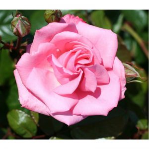 CLIMBING ROSE – AGATHA CHRISTIE – PINK – 4L