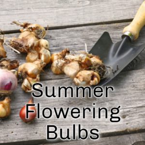 summer flowering bulbs available at earlswood garden centre guernsey