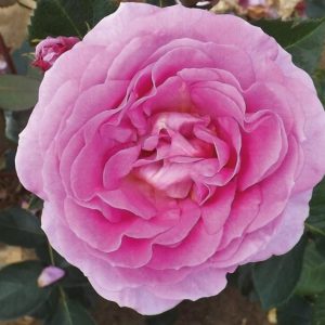 HARKNESS ROSES – SPECIAL MUM  MASTERPIECE SPECIAL MOMENT  ROSE