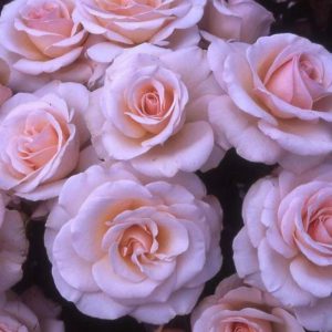 HARKNESS ROSES – CONGRATULATIONS MASTERPIECE SPECIAL MOMENT  ROS
