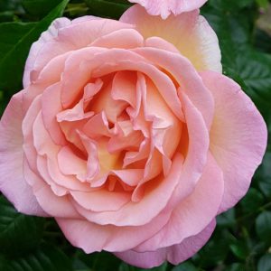 HARKNESS ROSES – SWEET SYRIE MASTERPIECE CLIMBING ROSE