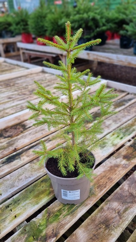 POTTED NORWAY SPRUCE 10L (60-80cm)