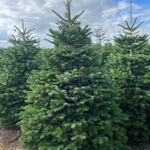 PRE SALE-10% OFF Premium Nordman Fir 250cm – 300cm (8′-10′)